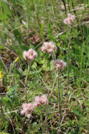 Antennaria dioica