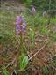 Orchis militaris