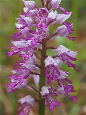 Orchis militaris detail