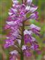 Orchis militaris detail