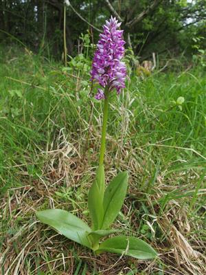 Orchis militaris