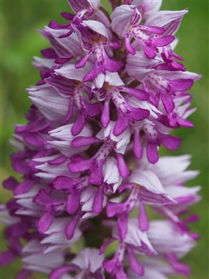 Orchis militaris detail