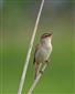 trsteniarik malý_Acrocephalus schoenobaenus_V_Kĺč