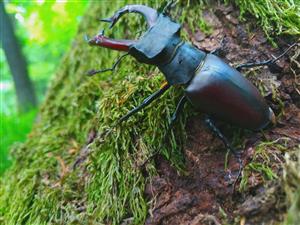 Lucanus cervus