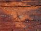 Chelifer cancroides (Linnaeus, 1761)