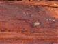 Chelifer cancroides (Linnaeus, 1761)
