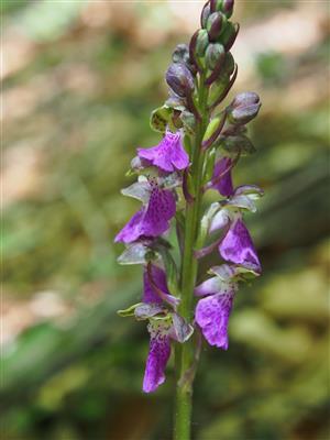 Orchis spitzelii detail