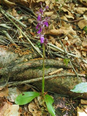 Orchis spitzelii celá rastlina