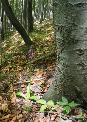 Orchis spitzelii biotop