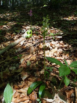 Orchis spitzelii biotop (albín)