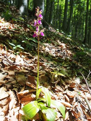 Orchis spitzelii