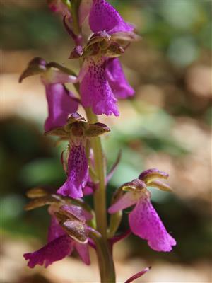 Orchis spitzelii detail