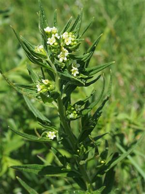 Lithospermum officinale