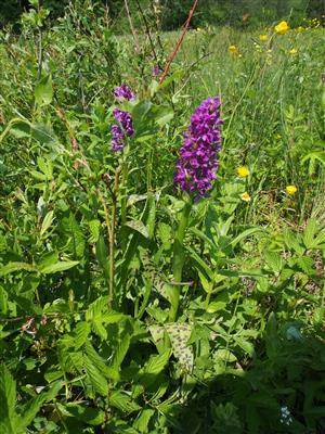 Dactylorhiza majalis