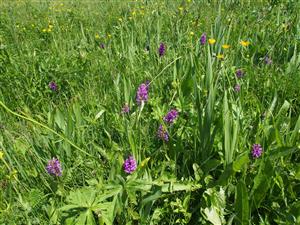 Dactylorhiza majalis biotop