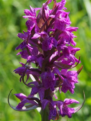 Dactylorhiza majalis detail