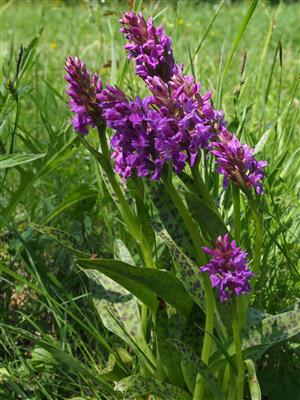 Dactylorhiza majalis