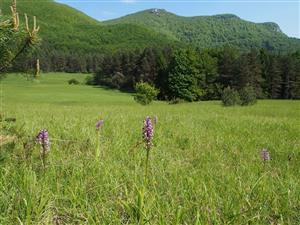 Orchis militaris