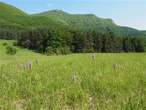 Orchis militaris