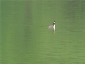 Podiceps cristatus