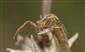 Xysticus ulmi (Hahn, 1831)