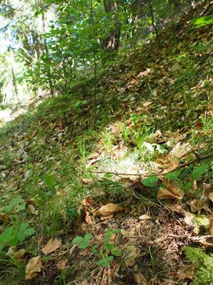 Aremonia agrimonoides (v strede dolu), listy sa podobajú na Fragaria (vľavo dolu)