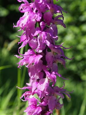Orchis mascula subsp. signifera detail