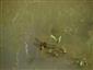 Libellula depresa