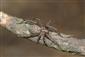 Tegenaria domestica (Clerck, 1757)