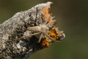  Pisaura mirabilis  