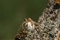 Pisaura mirabilis (Clerck, 1757)