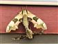 Mimas tiliae (Linnaeus, 1758)