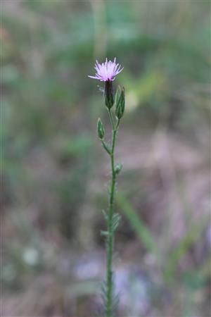 Crupina vulgaris