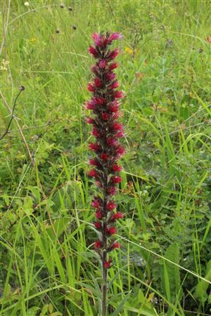 Echium russicum