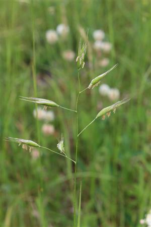 Danthonia alpina