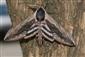 Sphinx ligustri Linnaeus, 1758