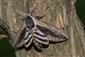 Sphinx ligustri Linnaeus, 1758