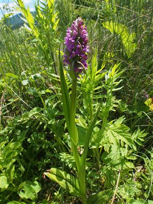 Dactylorhiza incarnata