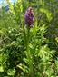 Dactylorhiza incarnata