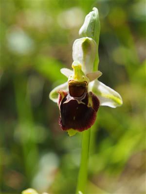 Ophrys holubyana detail