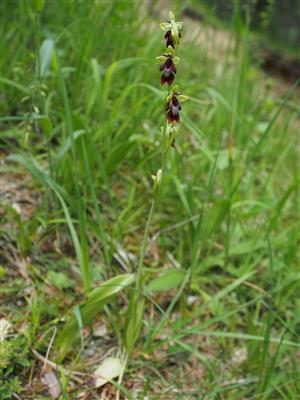 Ophrys insectifera