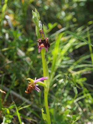 Ophrys holubyana