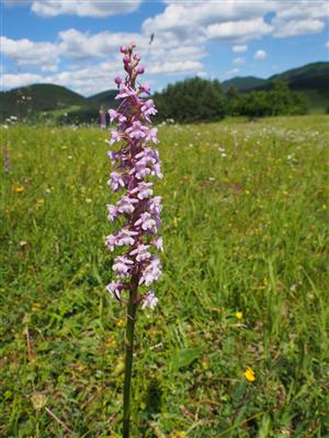 Gymnadenia conopsea