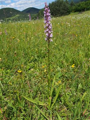 Gymnadenia conopsea