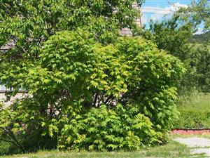 Rhus typhina