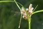 Lestes barbarus (Fabricius, 1798)