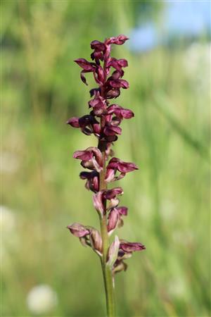 Orchis coriophora