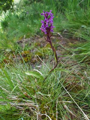 Dactylorhiza x braunii