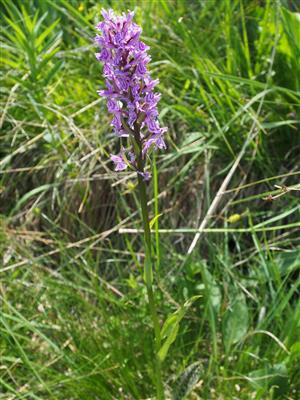 Dactylorhiza x braunii