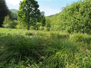 Carex paniculata